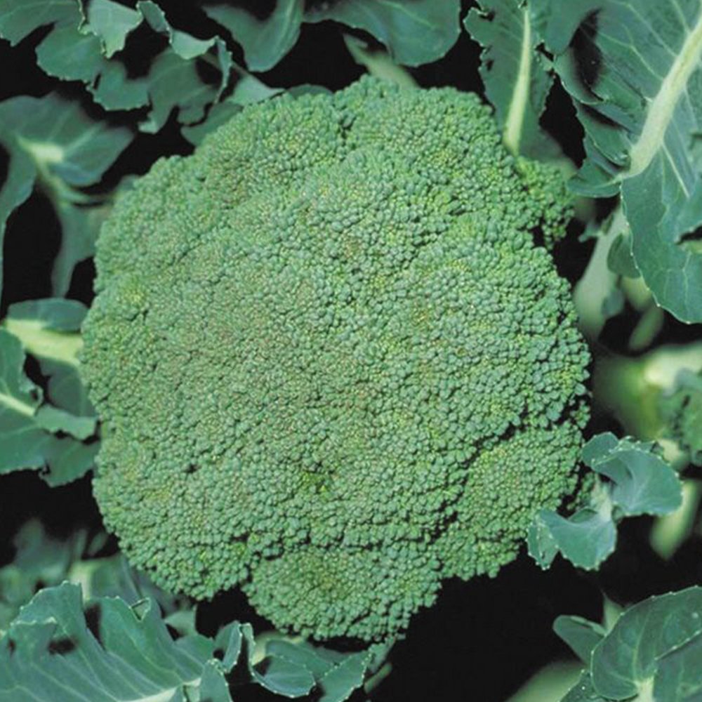 Brócoli Fresco - Image 5