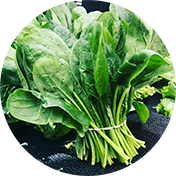 Lechuga Verde